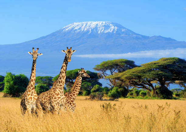 Beautiful African Safari Adventure - Adbhut Global Travel